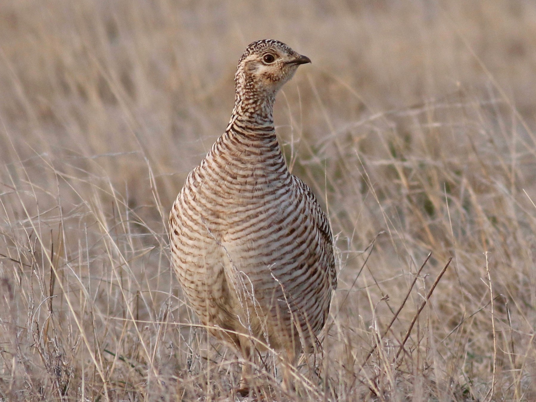 Lesser Prairie-Chicken - Zach Millen