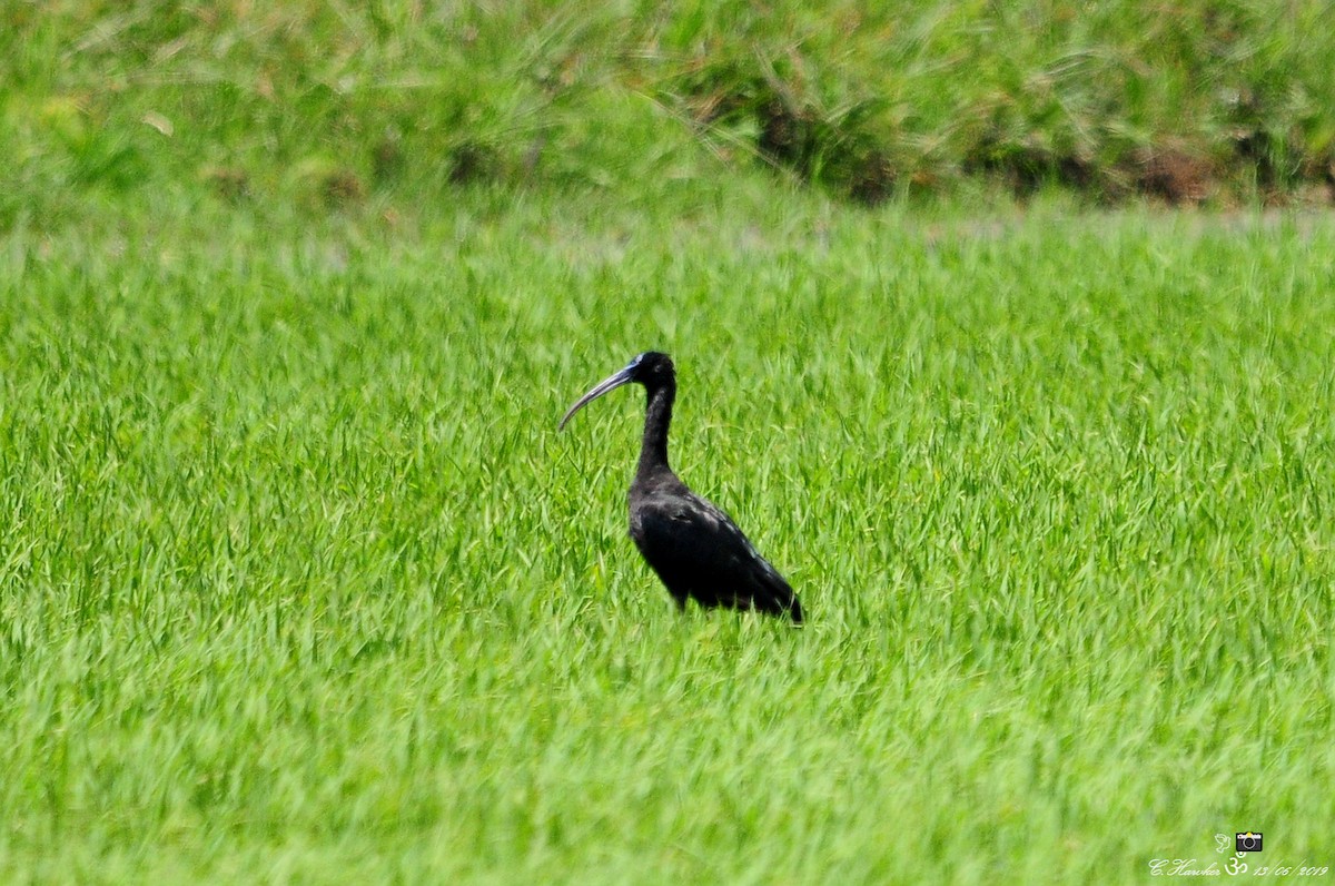 ibis hnědý - ML163988621