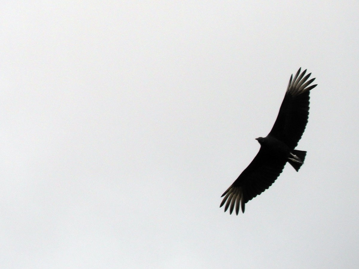 Black Vulture - Paul Molina A