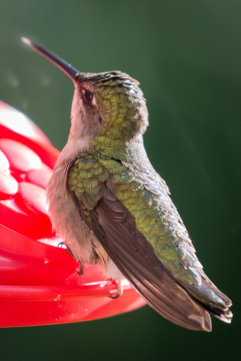 Ruby-throated Hummingbird - Hope Huntington
