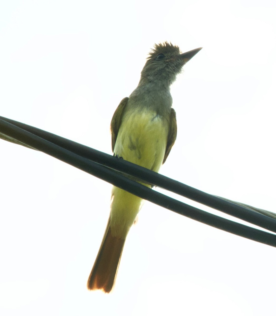 Great Crested Flycatcher - alice horst