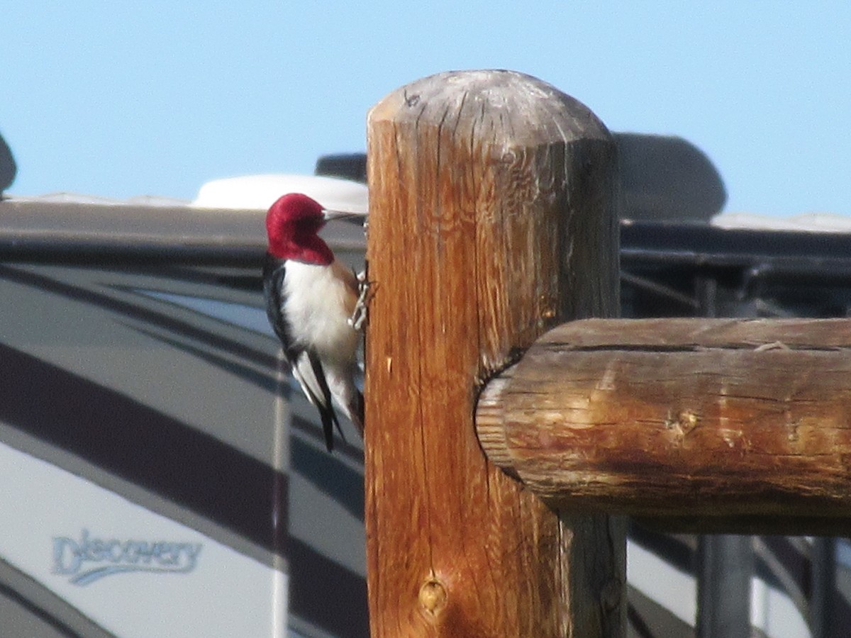 Red-headed Woodpecker - ML163989761