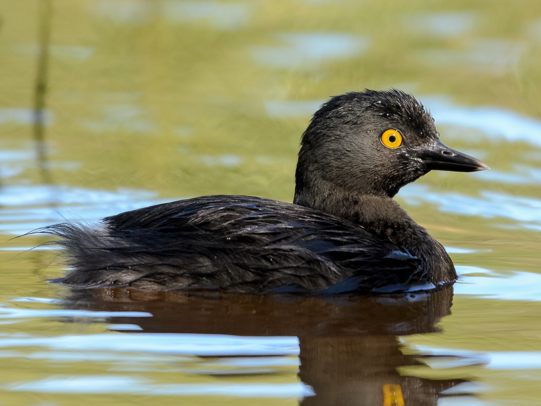 ave da espécie Tachybaptus dominicus