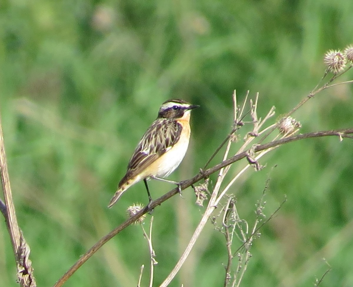 Whinchat - ML163990551