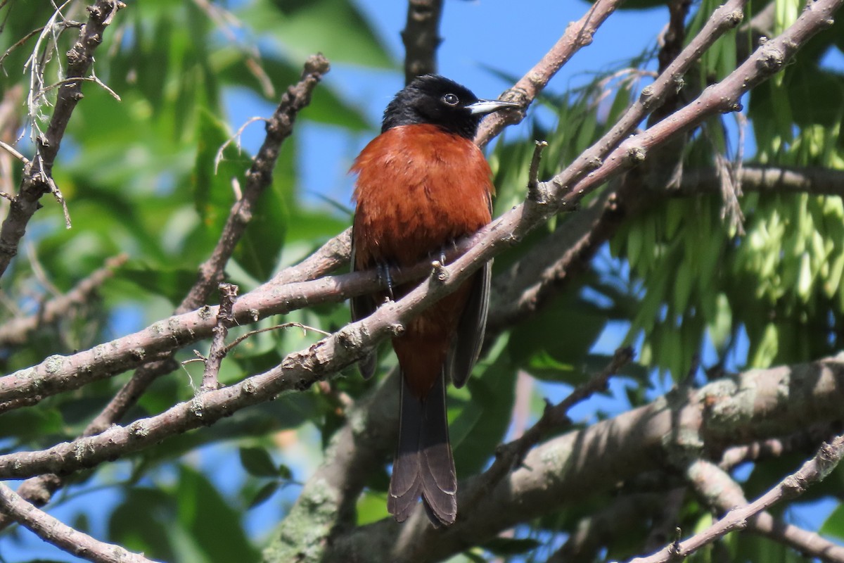 Orchard Oriole - ML163991241