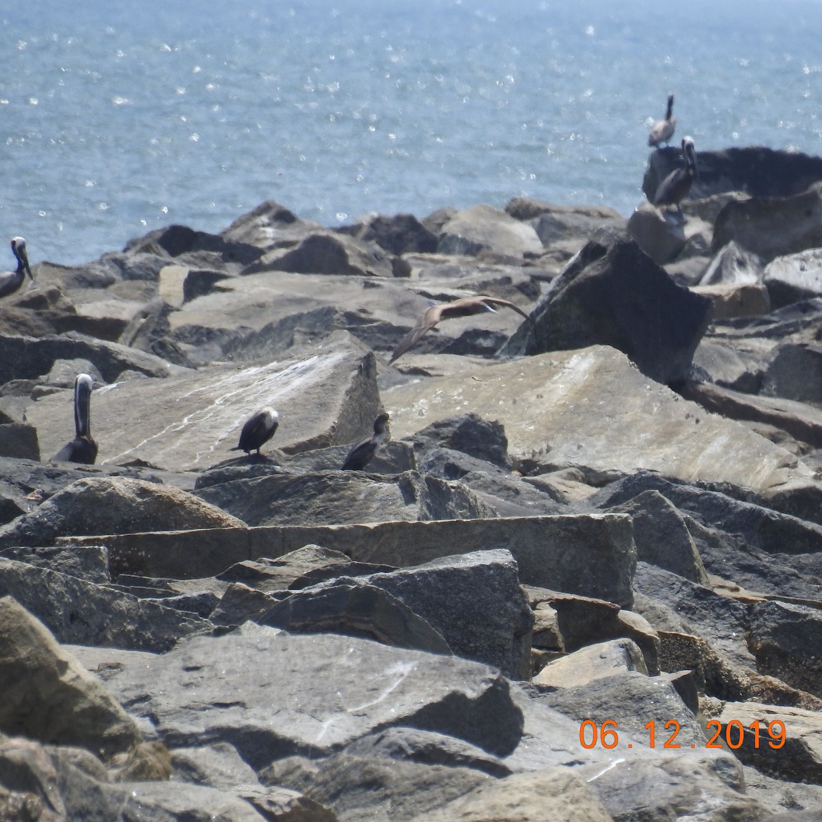 Brown Booby - ML163995341
