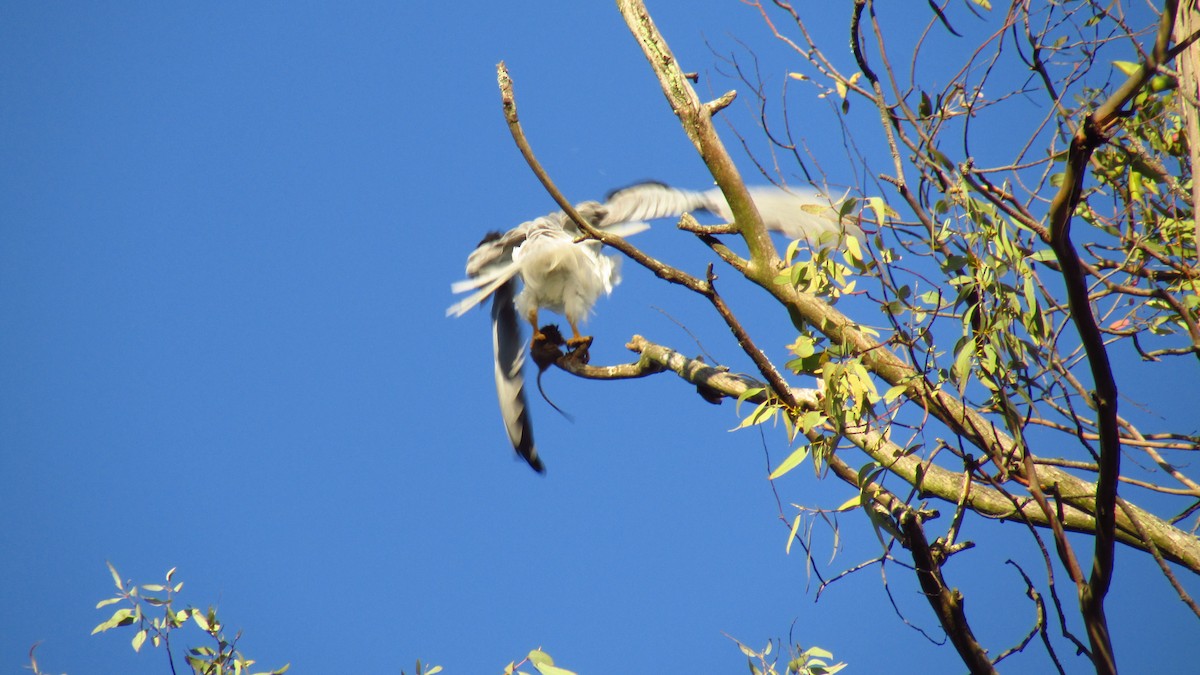 White-tailed Kite - Luis Manuel Gómez