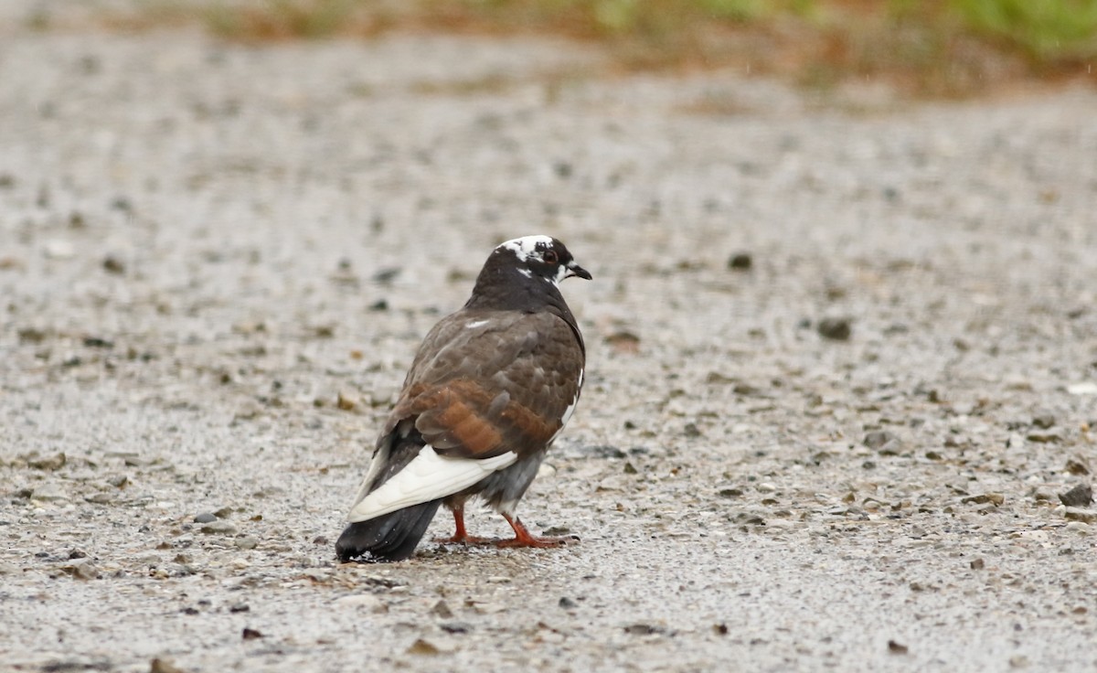 Rock Pigeon (Feral Pigeon) - Phillip Odum