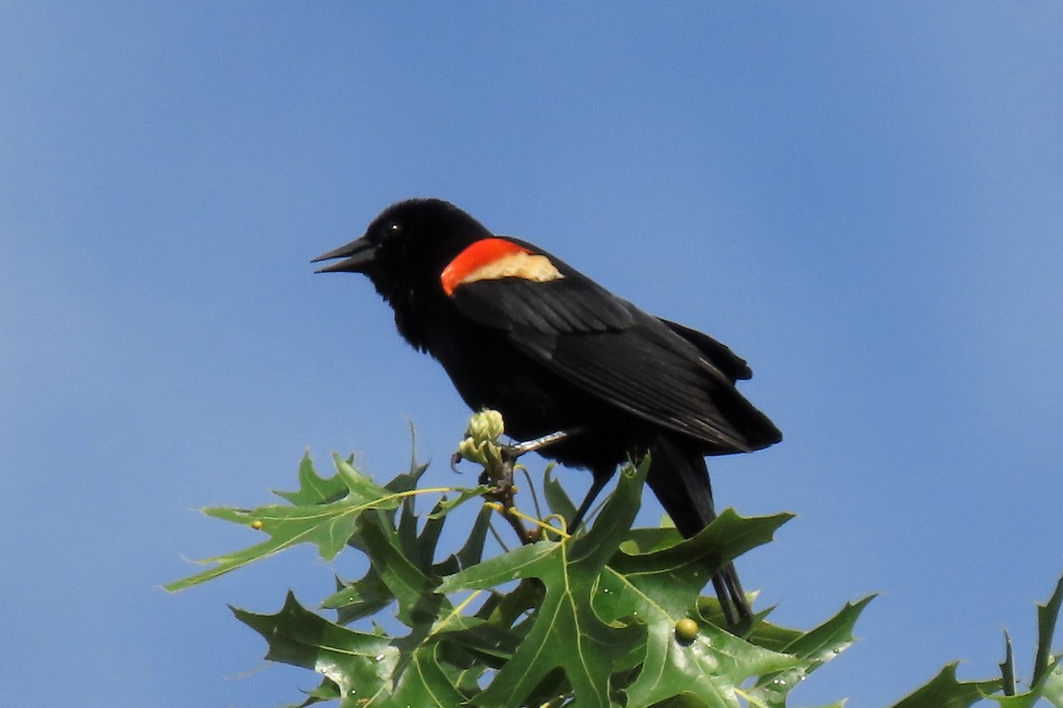 Red-winged Blackbird - ML163999971