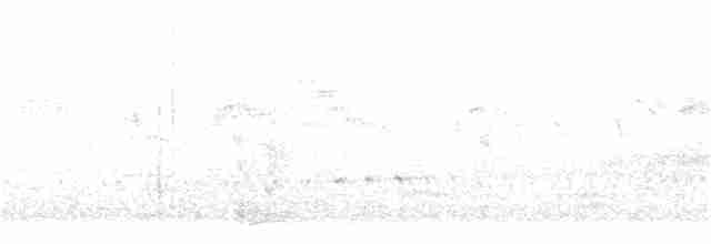 ニシヒメアマツバメ - ML164000631