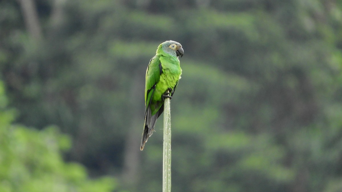 Dusky-headed Parakeet - Jorge Muñoz García   CAQUETA BIRDING