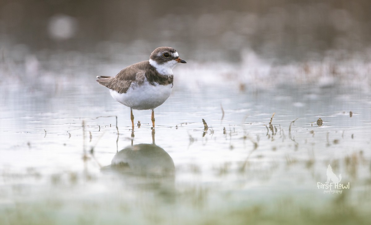 Semipalmated Plover - ML164014011