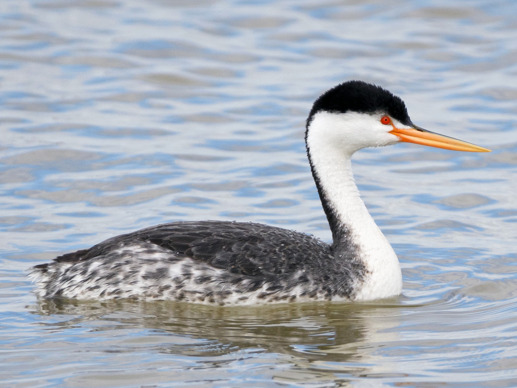 Clark's Grebe - Darren Clark