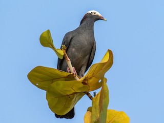 シロボウシバト - eBird
