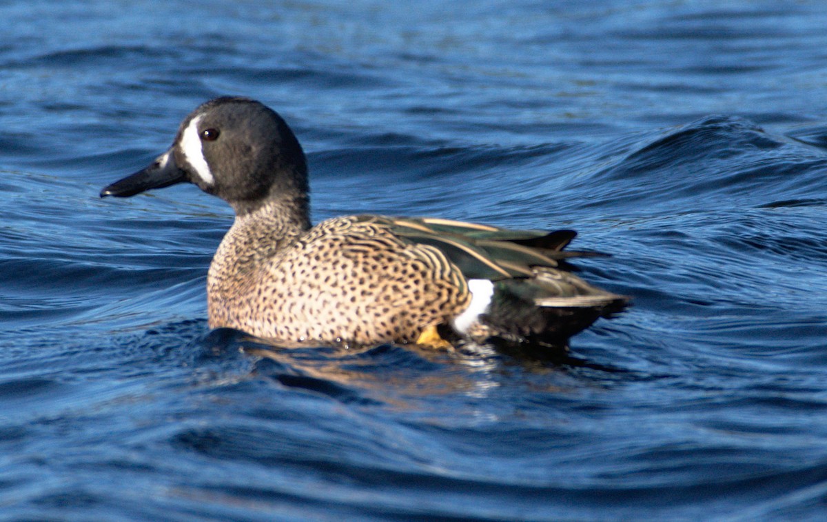 Blue-winged Teal - Blair Whyte