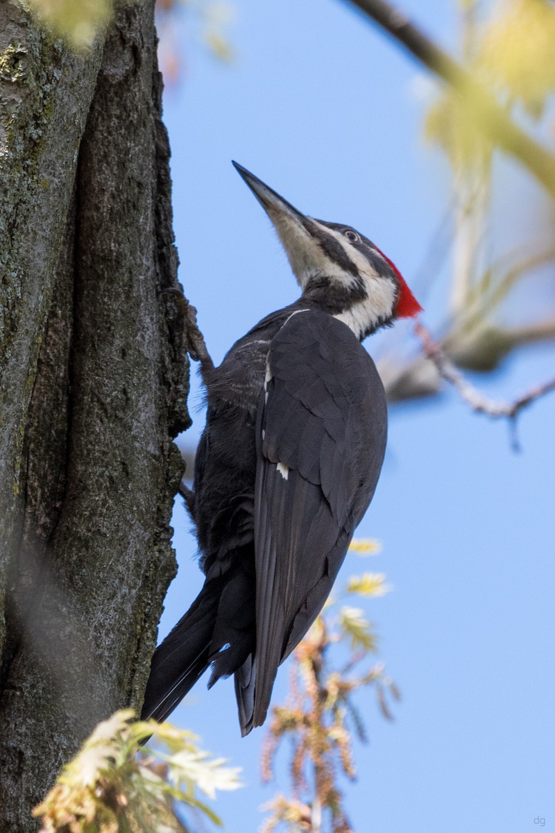 Pileated Woodpecker - ML164038101
