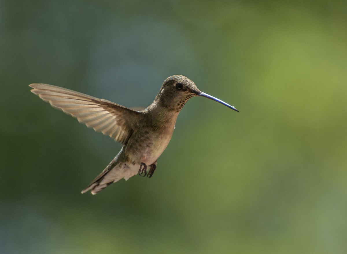 Black-chinned Hummingbird - Owen Sinkus