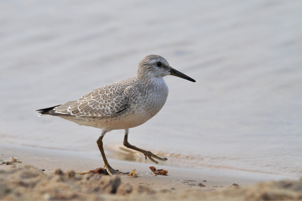 Red Knot - ML164039831