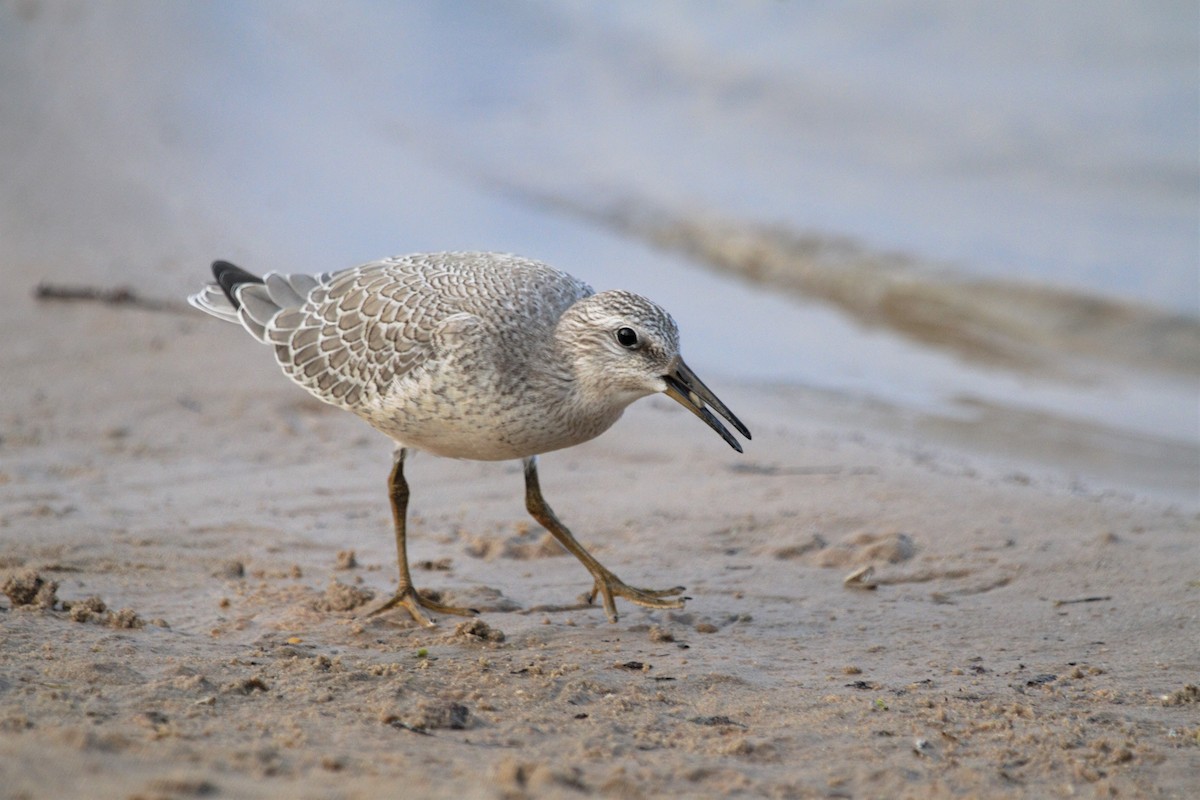 Red Knot - ML164039851