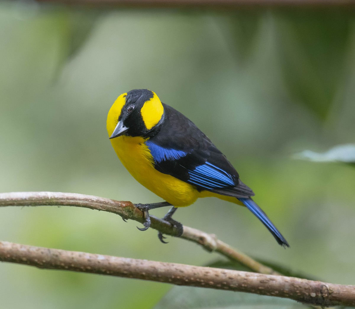 Blue-winged Mountain Tanager - ML164040231