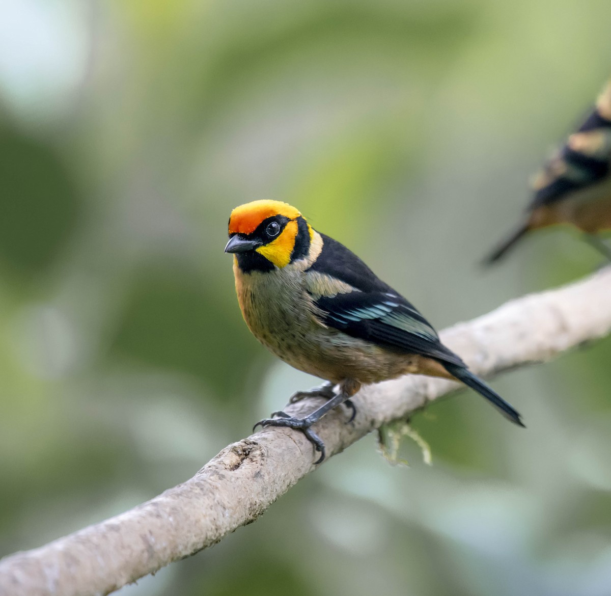 Flame-faced Tanager - William Richards