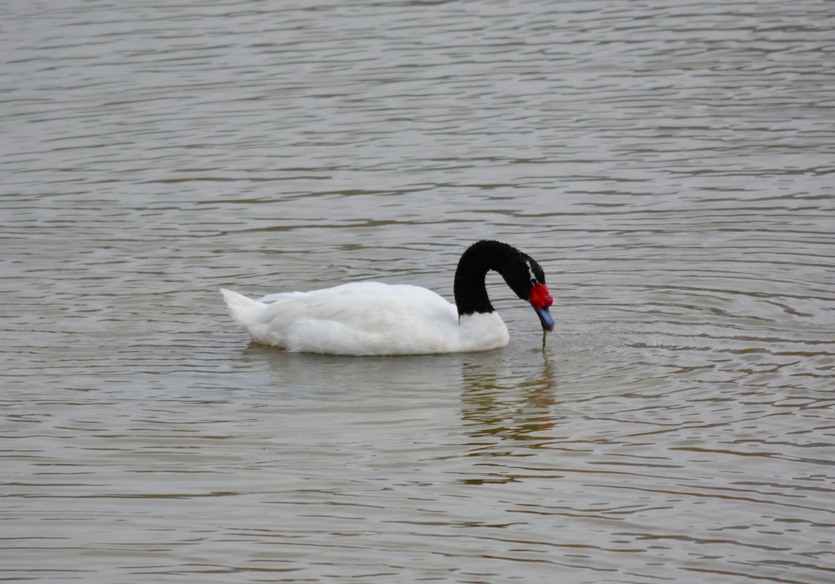 Black-necked Swan - ML164042101