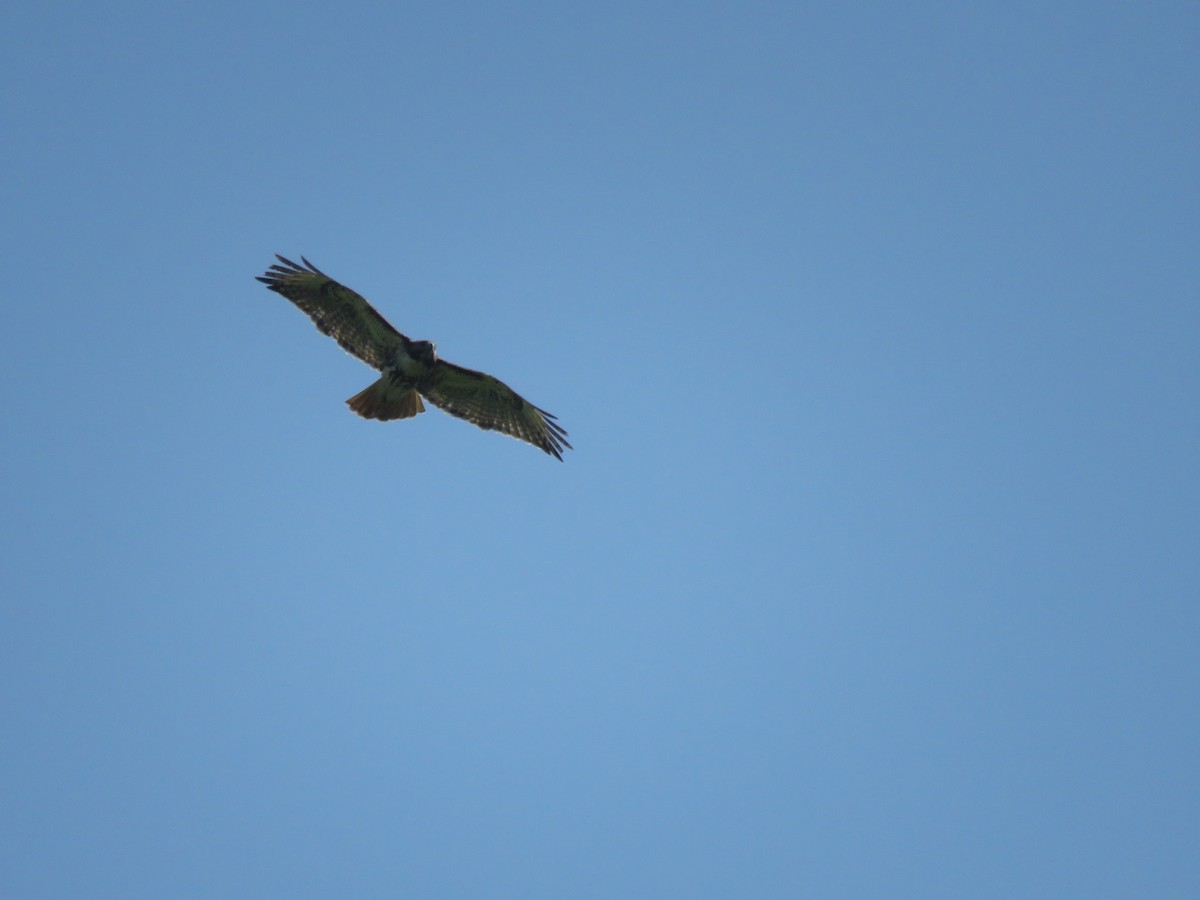 Red-tailed Hawk - ML164042381