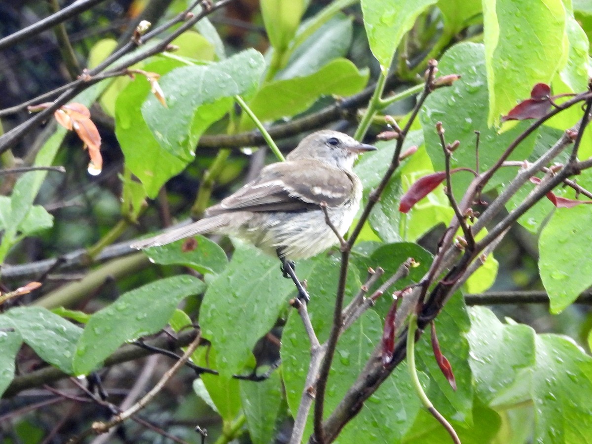 Southern Mouse-colored Tyrannulet - ML164042521