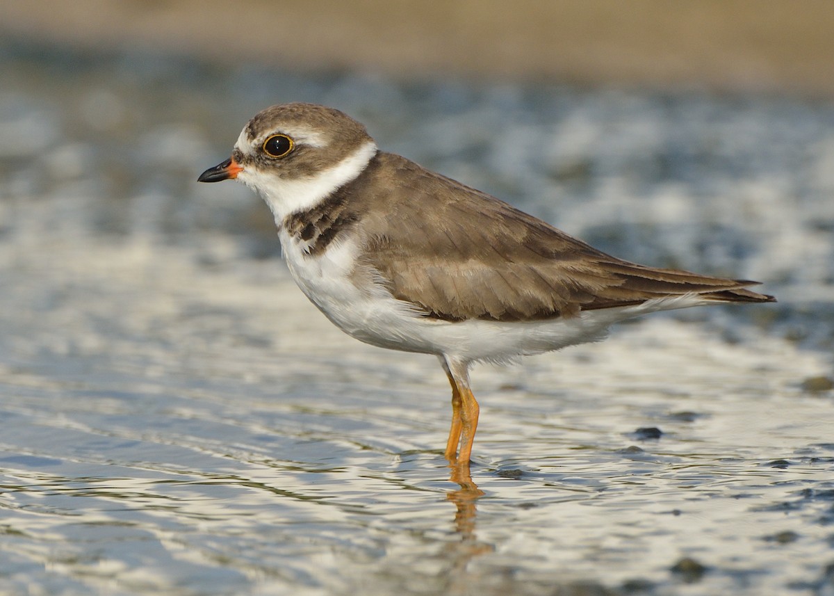 Semipalmated Plover - ML164042901