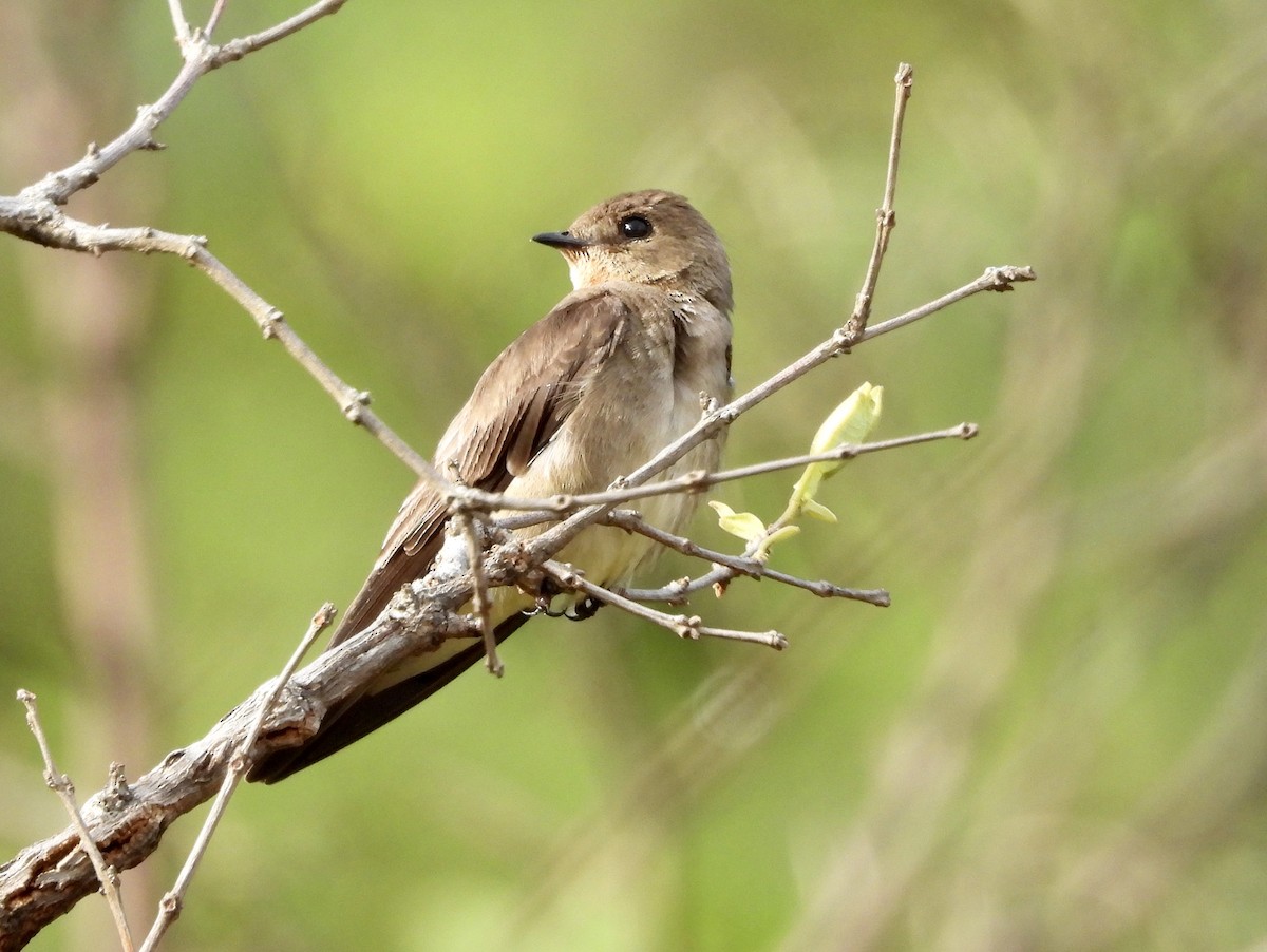 Southern Rough-winged Swallow - ML164044601