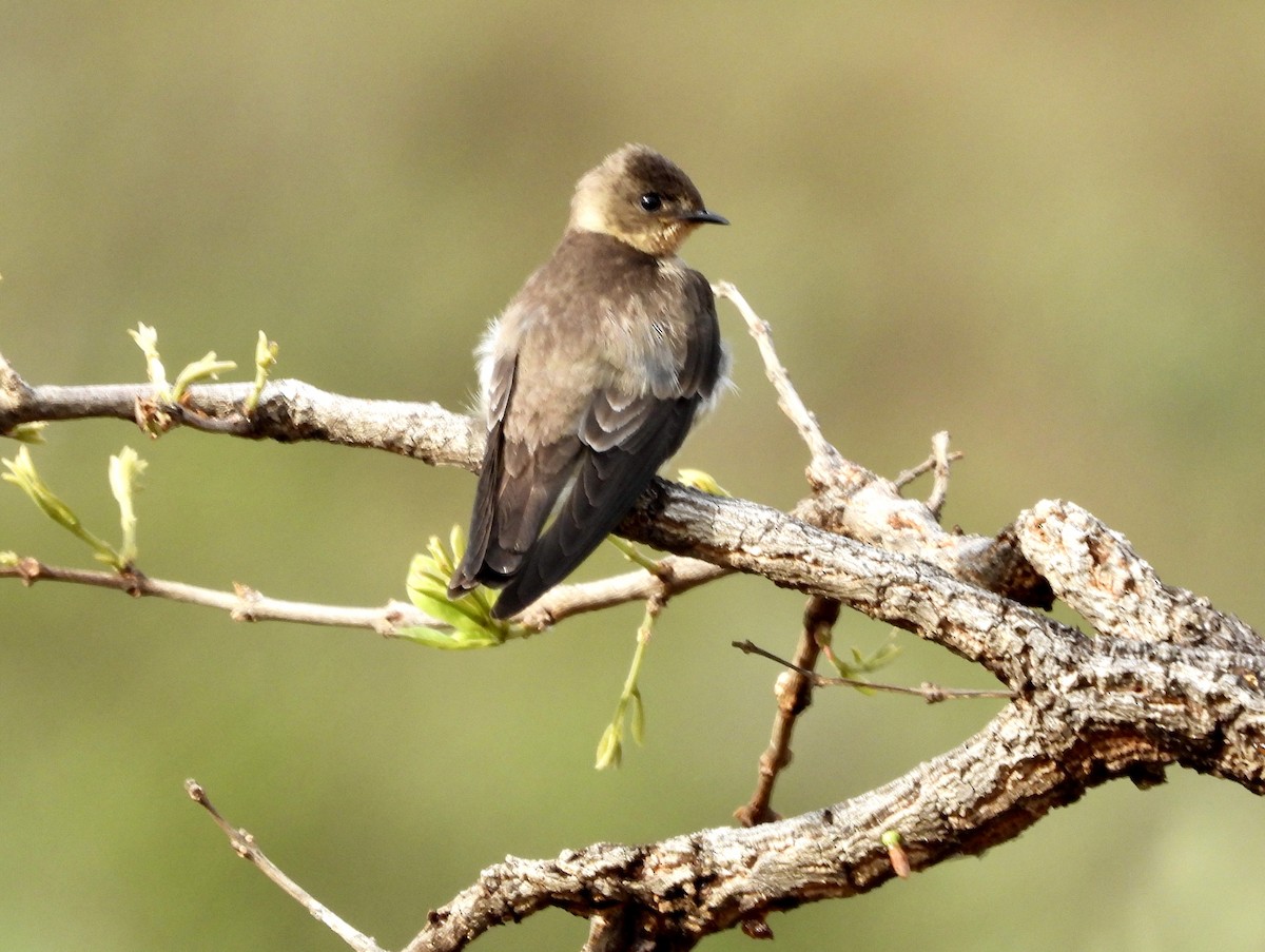 Southern Rough-winged Swallow - ML164044611