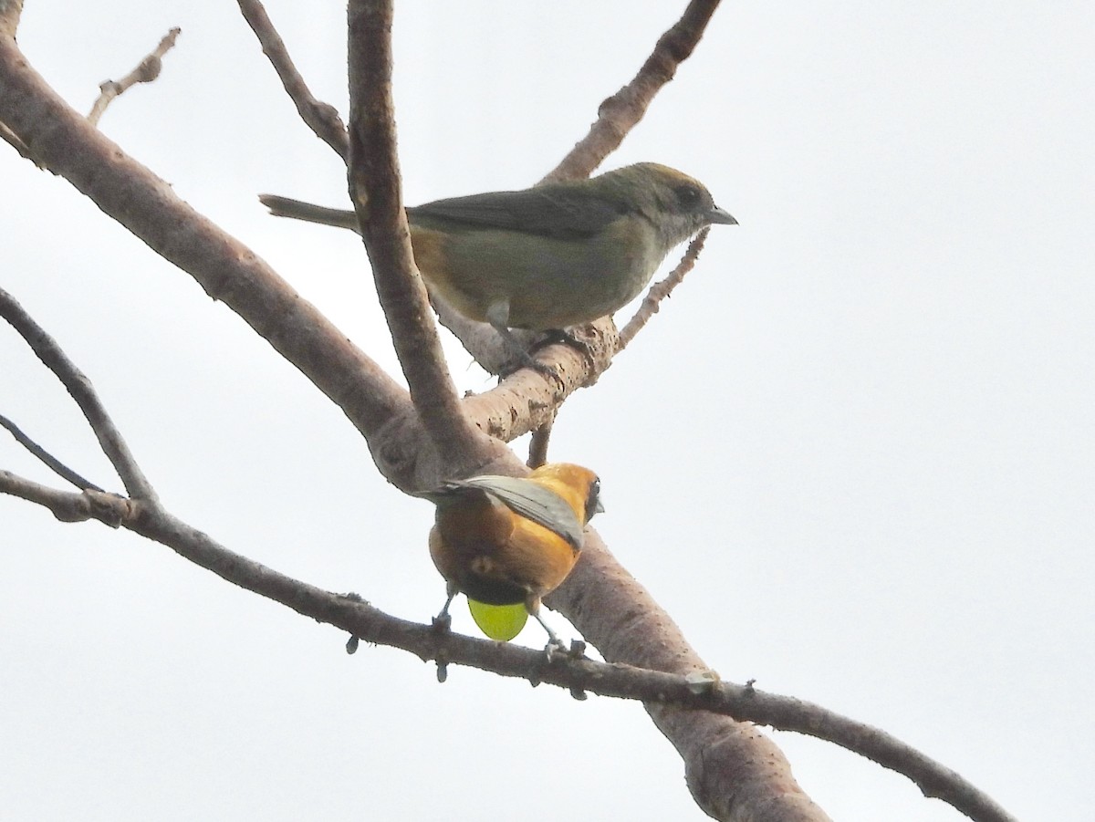 Burnished-buff Tanager - ML164046231