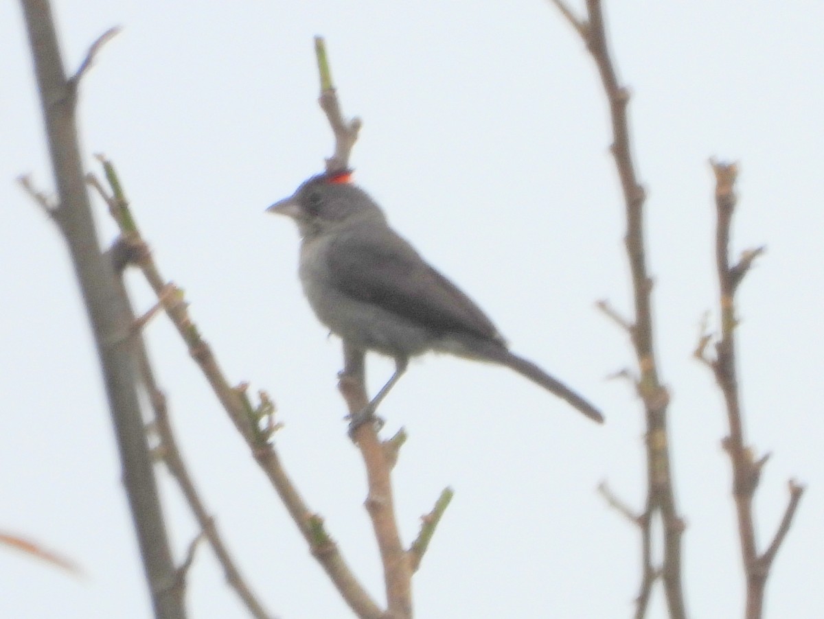 Pileated Finch - ML164046601