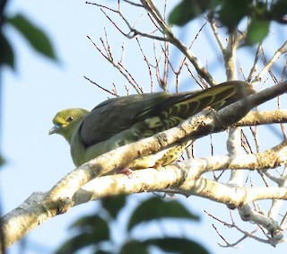 Whistling Green-Pigeon (Ryukyu), ML164048681