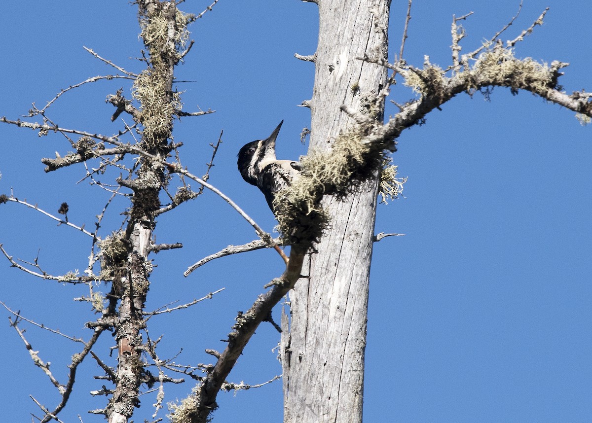 Black-backed Woodpecker - ML164049171