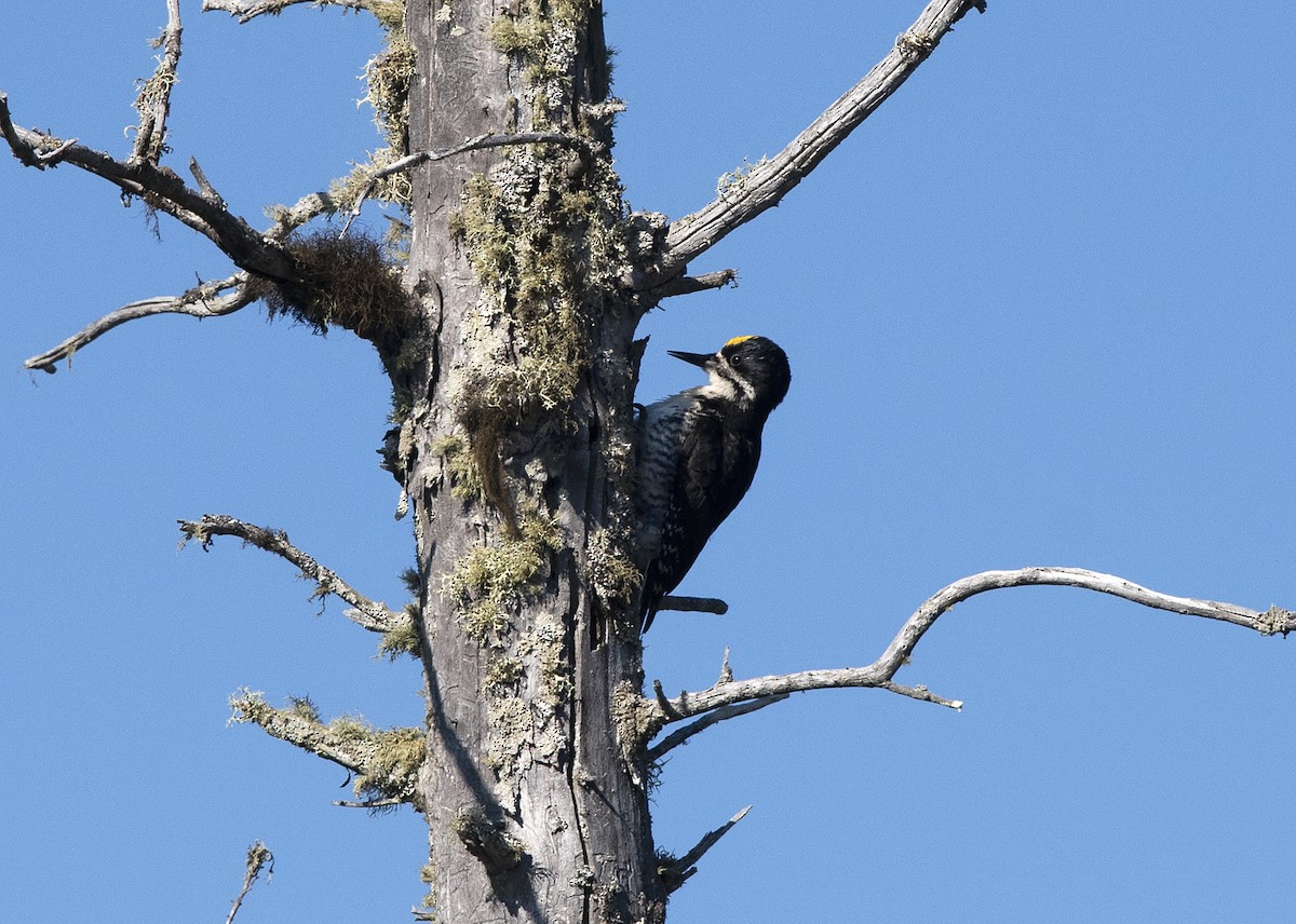 Black-backed Woodpecker - ML164049191