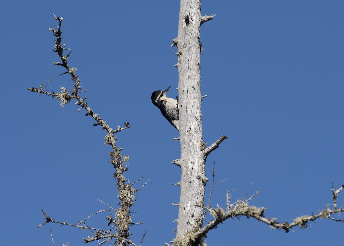 Black-backed Woodpecker - ML164049251