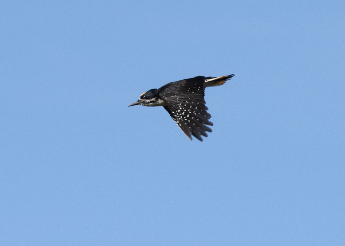 Black-backed Woodpecker - ML164049321