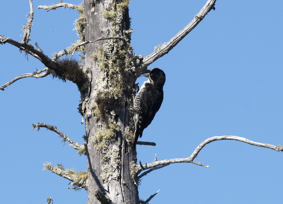 Black-backed Woodpecker - ML164049331