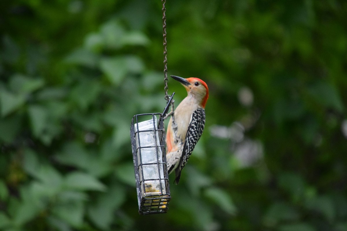 Red-bellied Woodpecker - ML164049791