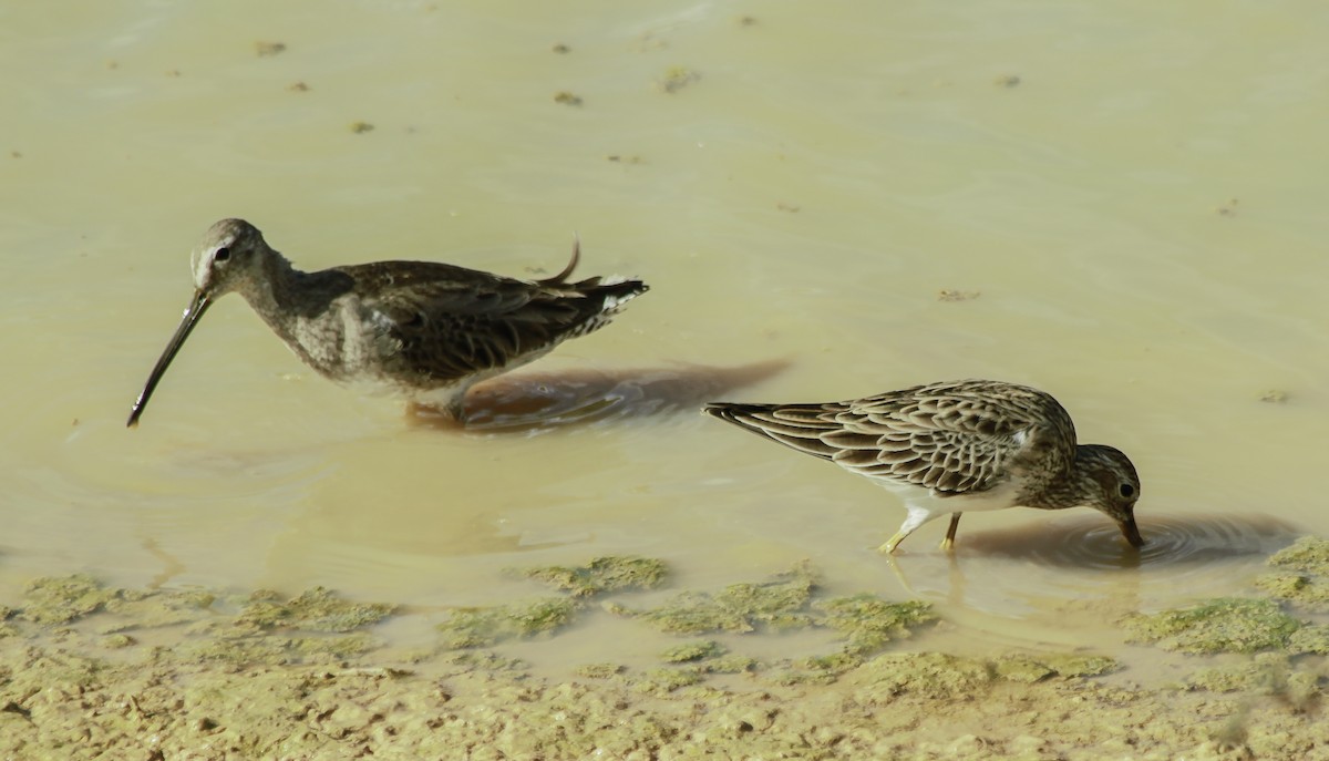 Long-billed Dowitcher - ML164053641