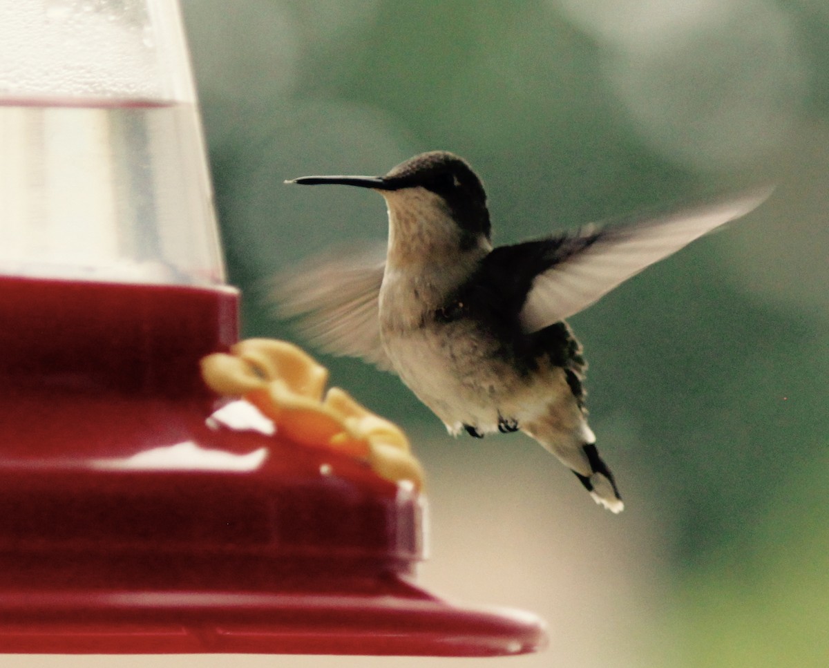 Ruby-throated Hummingbird - ML164055251