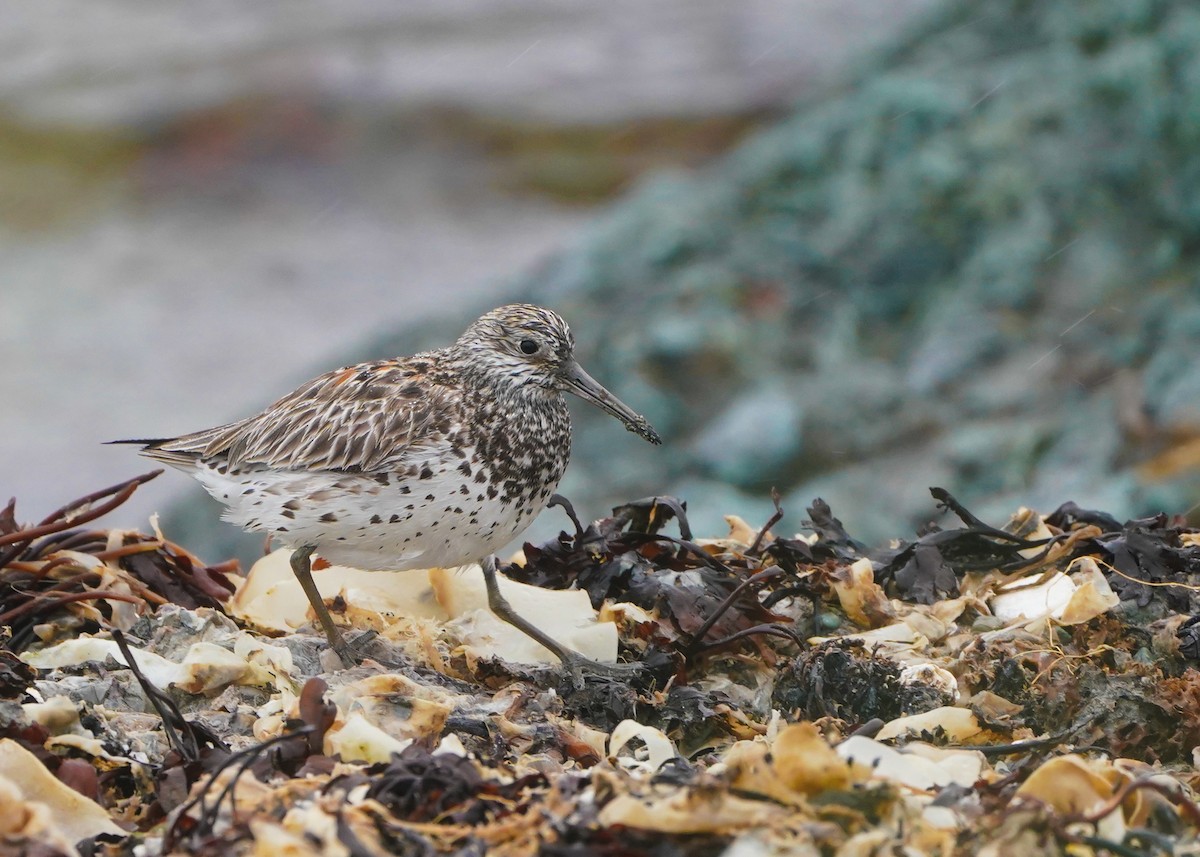 Great Knot - ML164056371