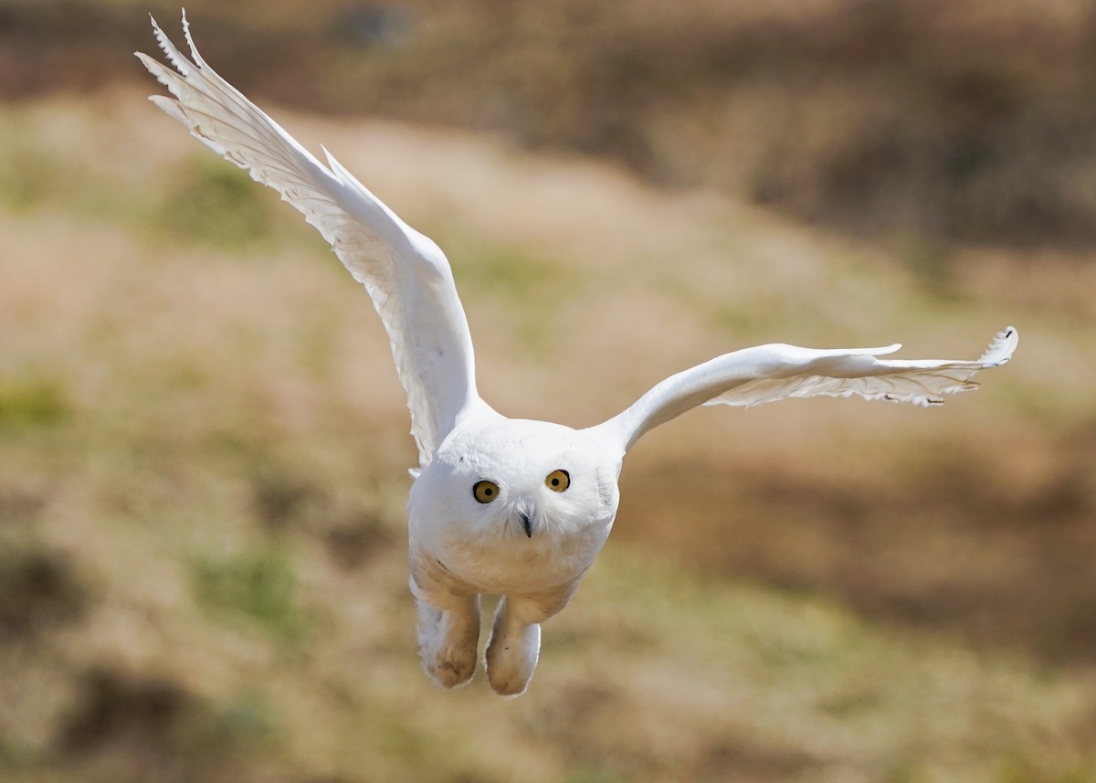 Snowy Owl - ML164058671