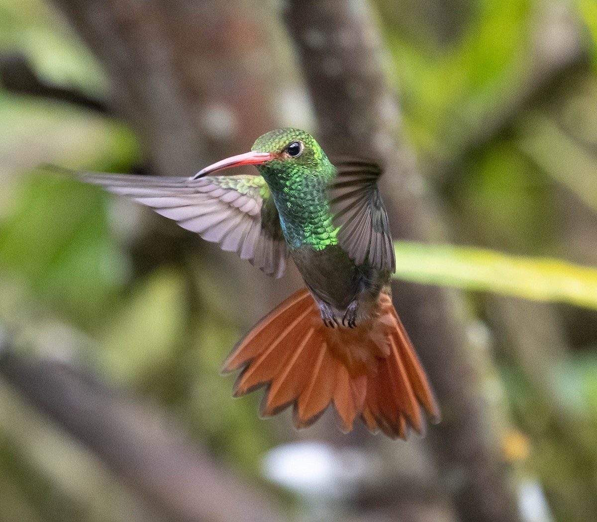 Rufous-tailed Hummingbird - ML164059381