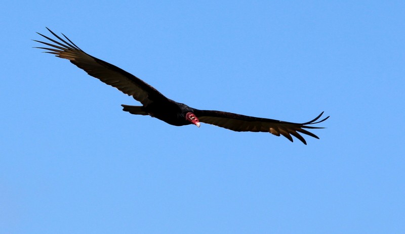 Turkey Vulture - Rolando Chávez
