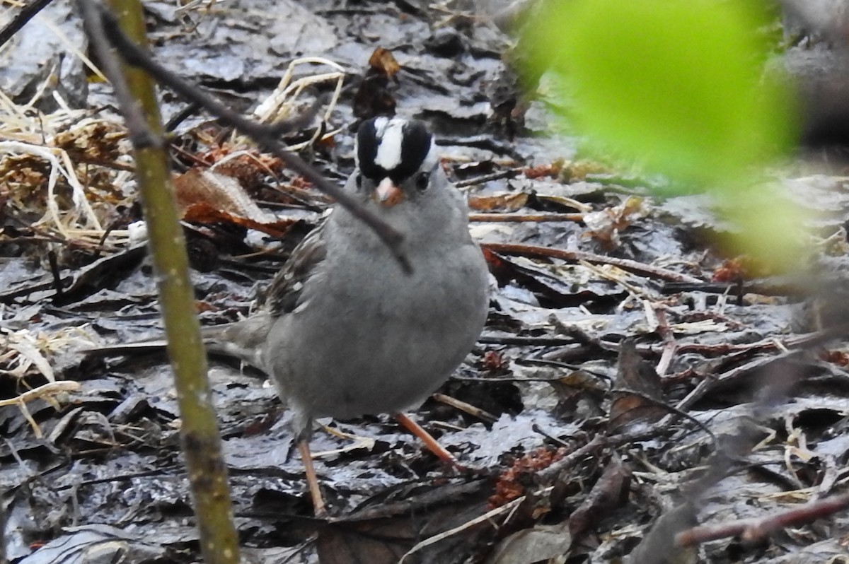 White-crowned Sparrow - ML164067491