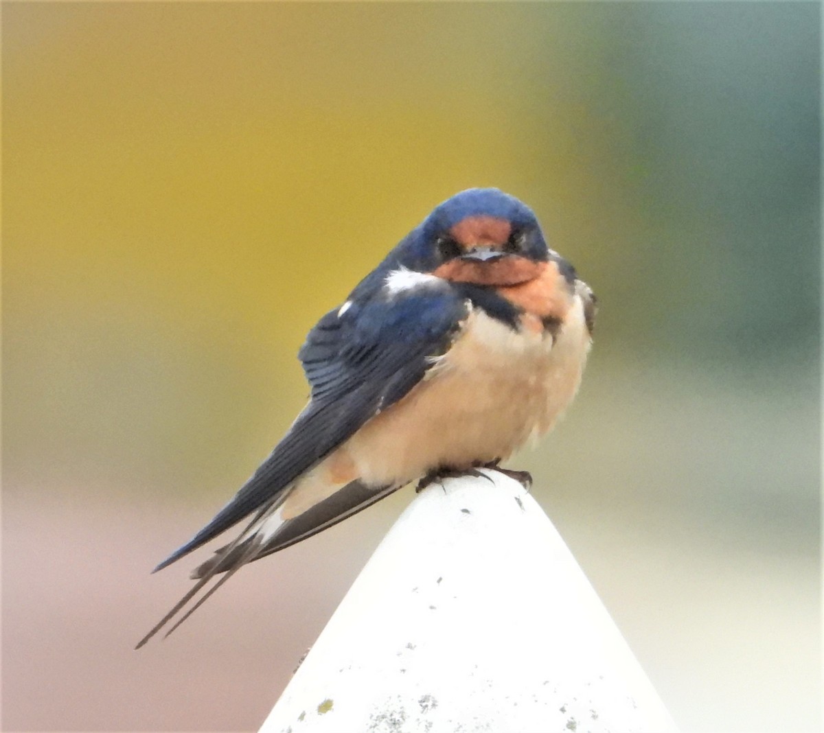 Barn Swallow - ML164072291
