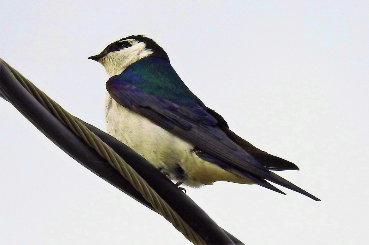 Violet-green Swallow - Alan Green