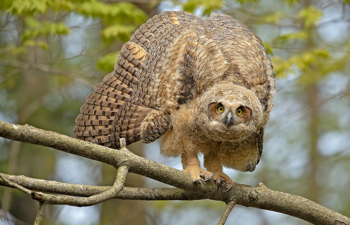 Great Horned Owl - ML164088741